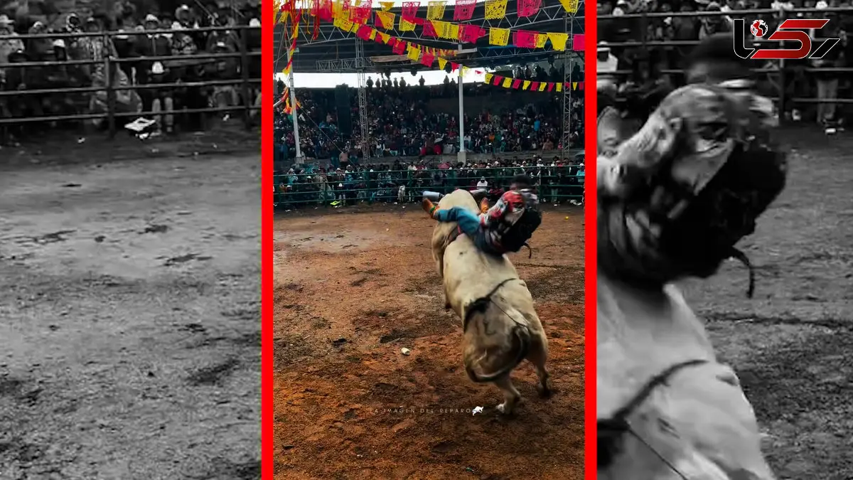 فیلم لحظه مهار گاو توسط گاوباز حرفه ای