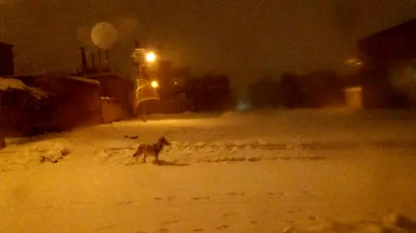 حمله گرگ‌ها به شهر سقز +عکس 