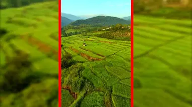 فیلم نمای هوایی از دل شالیزارهای مازندران