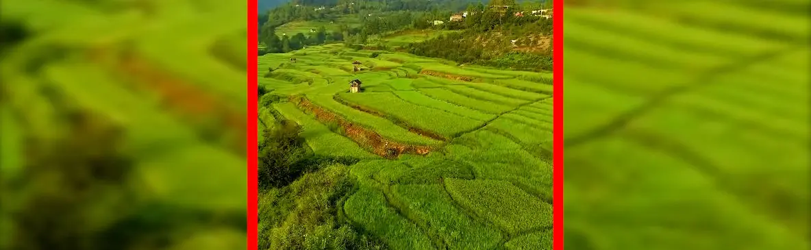فیلم نمای هوایی از دل شالیزارهای مازندران