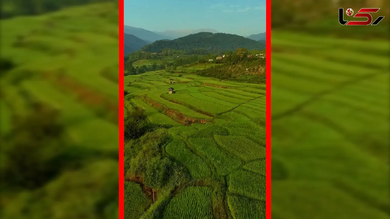 فیلم نمای هوایی از دل شالیزارهای مازندران
