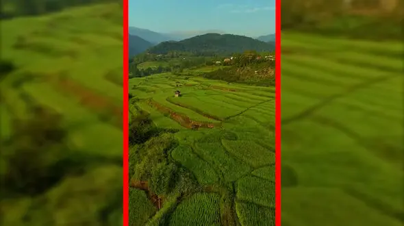فیلم نمای هوایی از دل شالیزارهای مازندران
