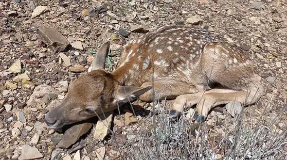 تولد نخستین گوساله گوزن زرد ایرانی در بهار ۱۴۰۳ 