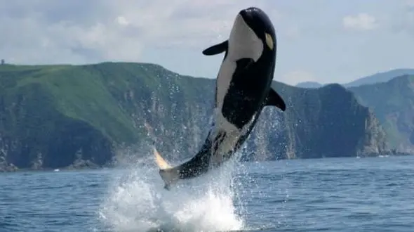 زندگی با زخم صدساله+ عکس