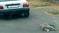 مرد سگ کش مازنی تحت تعقیب ویژه پلیس / بعد از انتشار فیلم صورت گرفت + ویدیو