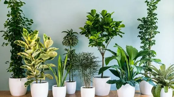چگونه از گیاهان آپارتمانی مراقبت کنیم؟