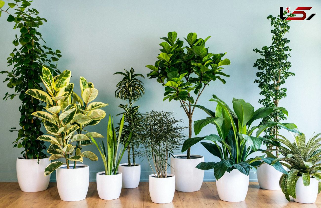چگونه از گیاهان آپارتمانی مراقبت کنیم؟