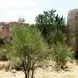 عجیب اما واقعی / راز کلبه وحشت انزلی چیست؟! / از ماجرای 3 دختر و سرنوشت تاسفبارشان تا  4 دانشجو  در سال 65 / مطلب مخصوص بزرگسالان + عکس ها