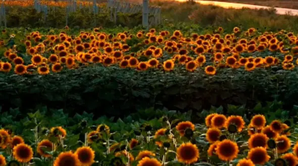 از مزرعه آفتاب گردان تا رود ایلقنا