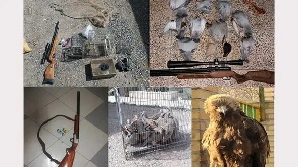کشف 63 گونه پرنده از شکارچیان متخلف قزوین