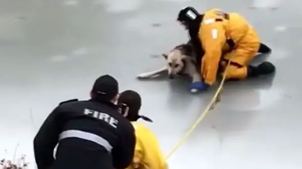 نجات دشوار یک سگ از دریاچه یخ زده + فیلم 