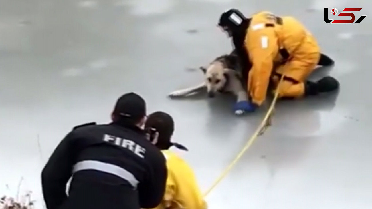 نجات دشوار یک سگ از دریاچه یخ زده + فیلم 