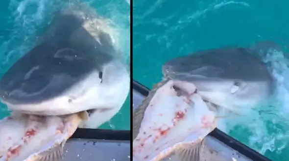 غذا دادن یک غواص شجاع به کوسه‌ها + فیلم