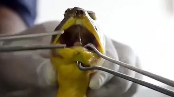 شکار وحشتناک یک لاک پشت + فیلم