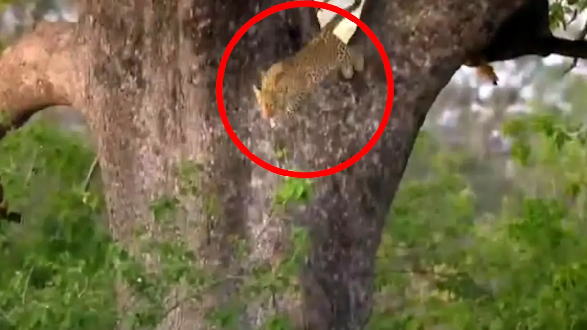 فیلم شکار ایمپالا توسط پلنگ از روی درخت