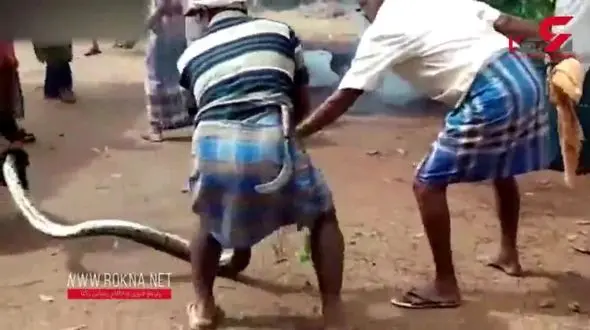 فیلم لحظه خفه کردن معرکه گیر هندی توسط مار پیتون 3 متری +فیلم