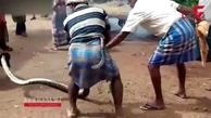 فیلم لحظه خفه کردن معرکه گیر هندی توسط مار پیتون 3 متری +فیلم