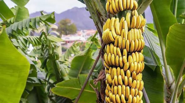 فواید خارق العاده موز برای بدن