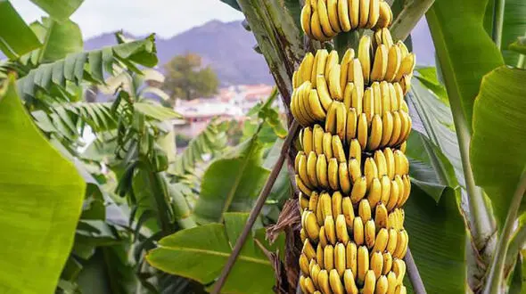 فواید خارق العاده موز برای بدن
