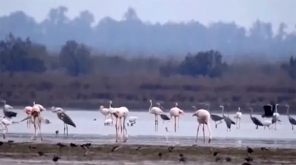 ورود پرندگان مهاجر به میانکاله + فیلم
