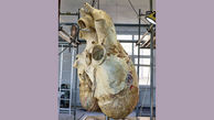 قلب غول پیکر یک نهنگ + عکس