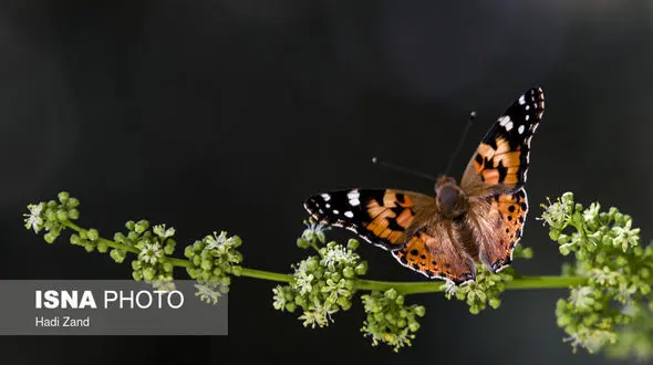 طول عمر حیوانات چقدر است / جزییاتی از شناختن پروانه هایی که به تهران آمدند+ تصاویر