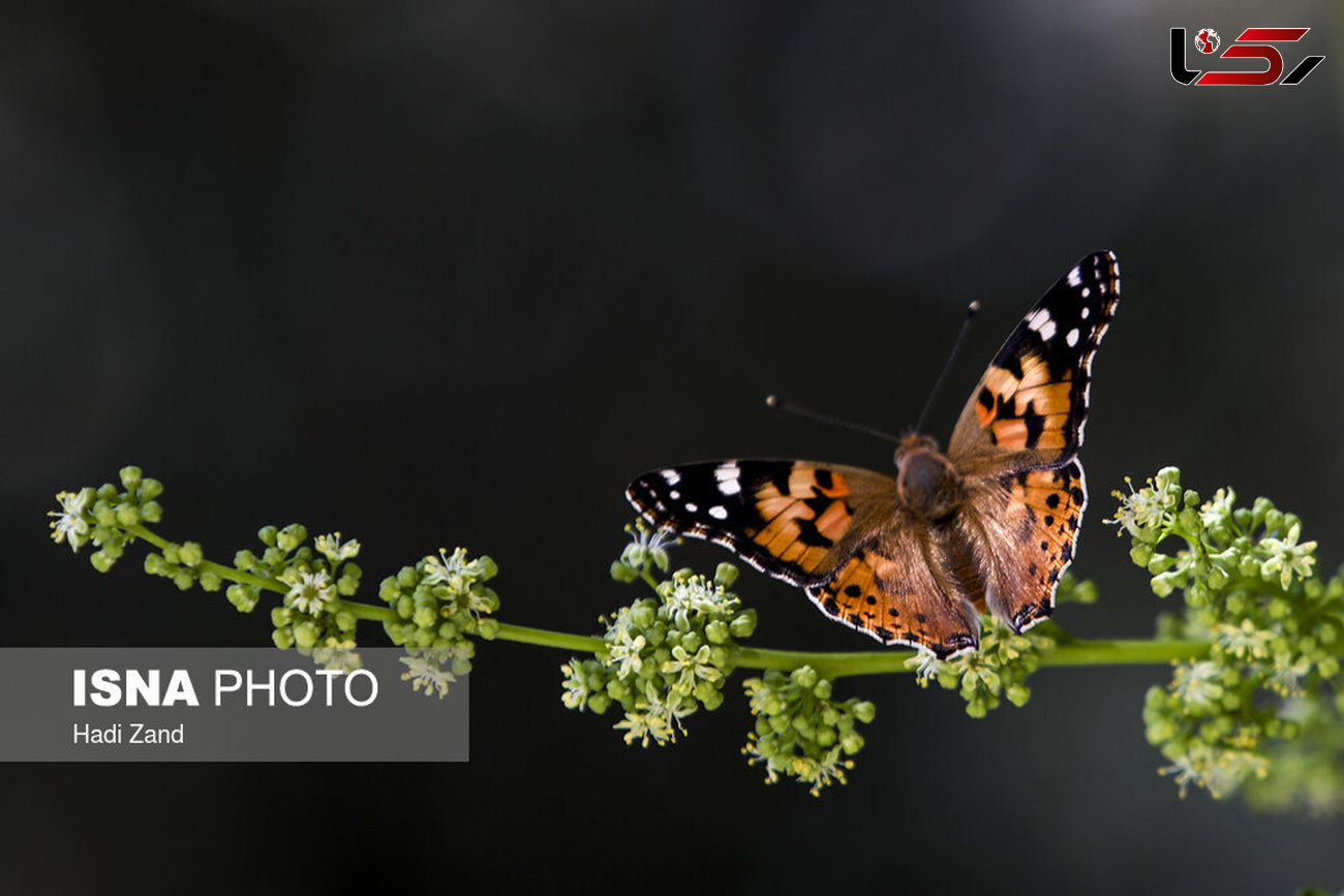 طول عمر حیوانات چقدر است / جزییاتی از شناختن پروانه هایی که به تهران آمدند+ تصاویر