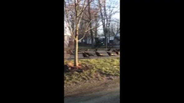 رقص سرخپوستی بوقلمون‌ها به دور گربه مرده + فیلم