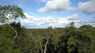 ببینید / آهنگ پر انرژی با طبیعت زیبا در جنگل آمازون + فیلم 