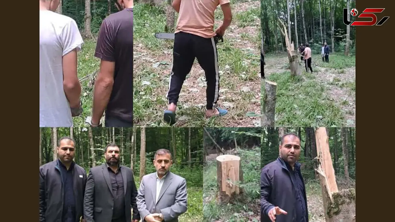 تصاویر تاسف بار از قطع 64 درخت در ساری به دلیل انتقام‌جویی شخصی!