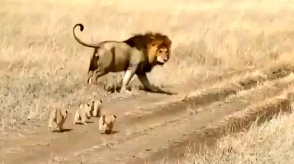 قدم زدن و دویدن شیر پدر با 4 توله شیر خود + فیلم