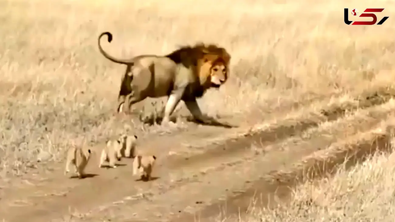 قدم زدن و دویدن شیر مادر با 4 توله شیر خود + فیلم