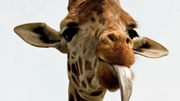 از درگیری زرافه ها تا جگوار به دنبال شکار کاپی بارا