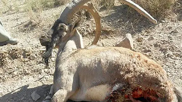 محکومیت جالب شکارچی حیات وحش