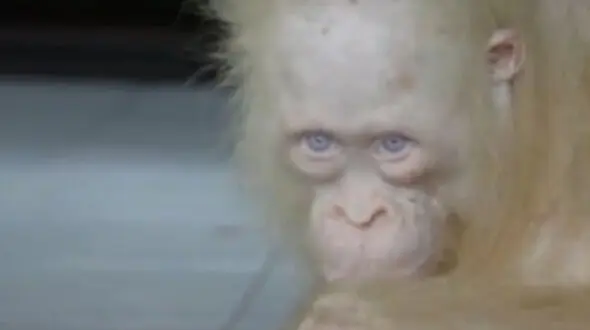 نجات اورانگوتان کمیاب از مرگ + فیلم