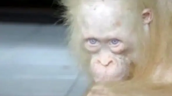 نجات اورانگوتان کمیاب از مرگ + فیلم