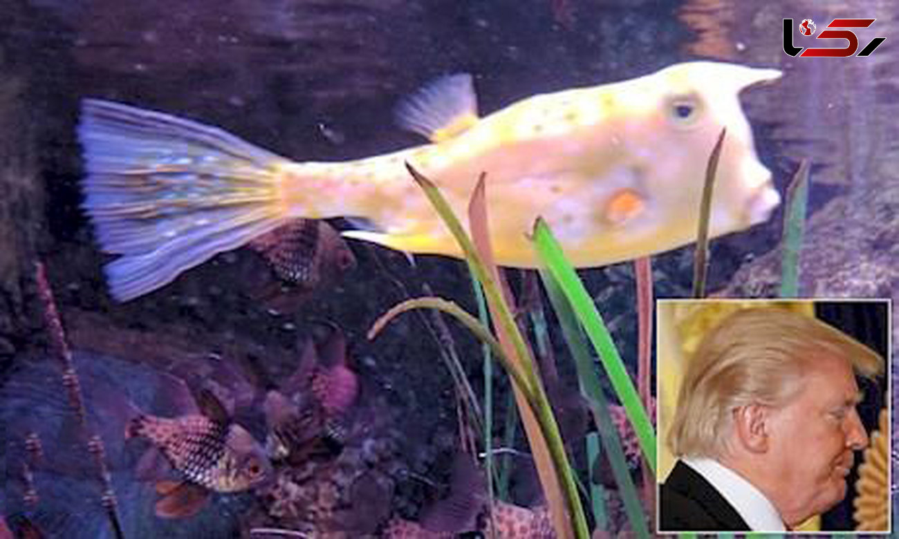 شباهت عجیب یک ماهی به ترامپ
