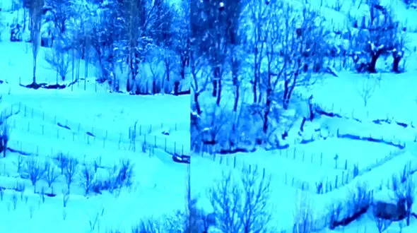 دیده شدن گله گرگ در دیزان طالقان + فیلم 