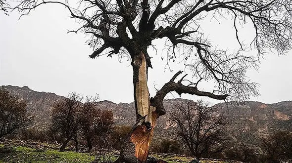 آتش‌سوزی مراتع حاشیه پارک ملی لار به دلیل بی احتیاطی گردشگران !