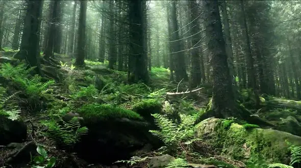 ریلکس کنید /  آهنگ بی کلام آرامش بخش به همراه تصاویر مناظر بهاری + فیلم 