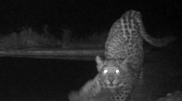 یک پلنگ ایرانی در بندر لنگه مشاهده شد