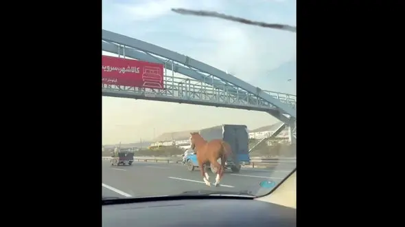 اسب زیبای بدون صاحب  اتوبان شرق تهران را به هم ریخت ! + فیلم جذاب 
