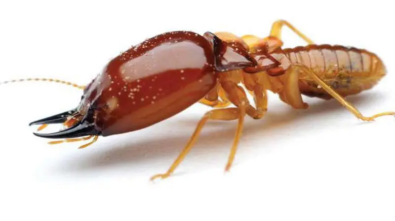 موریانه