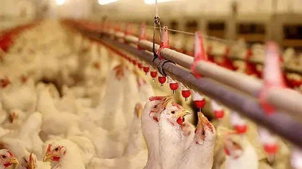 هشدار شیوع بیماری آنگارا در واحدهای مرغداری جدی است