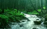 نماهنگ آرامش بخش  با نوازندگی مرحوم استاد ناصر چشم آذر + فیلم