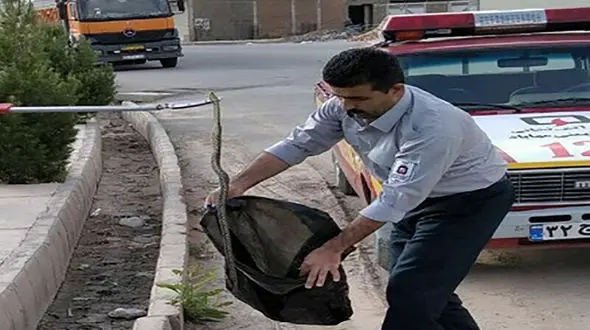 خوش شانس ترین مار سمی در منطقه مسکونی مهاباد