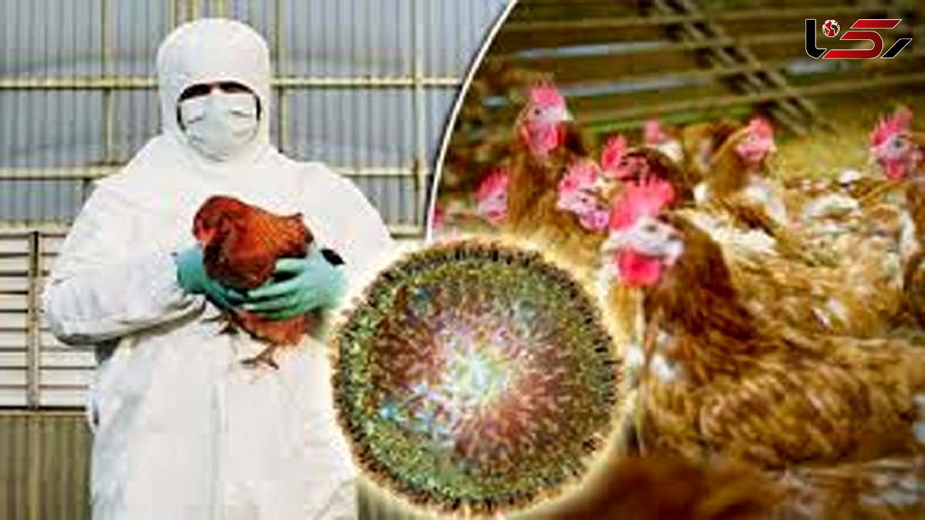آنفولانزای مرغی ؛ یک بیماری که دست از سر جهان برنمی‌دارد / علایم و راه های پیشگیری  