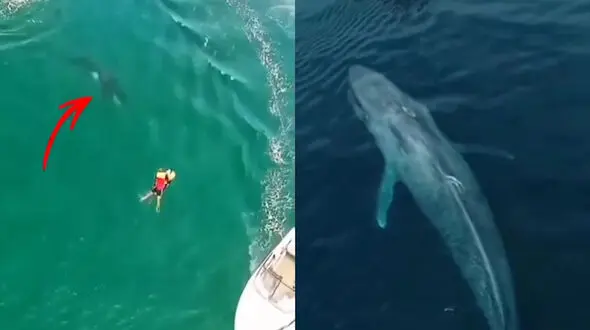 زنده ماندن باورنکردنی یک شناگر+ فیلم