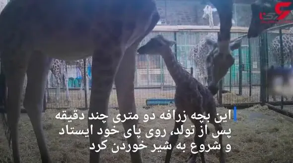 لحظه شگفت انگیز تولد زرافه در باغ‌ وحش+فیلم