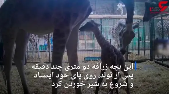 لحظه شگفت انگیز تولد زرافه در باغ‌ وحش+فیلم